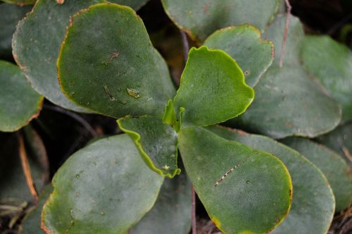 gross floor succulent plant desert plant