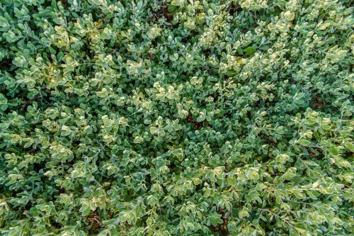 ground autumn leaves green