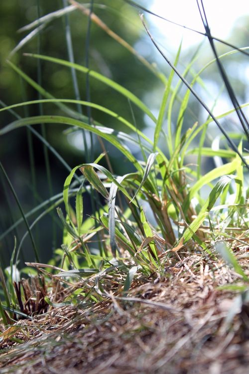 ground green grass