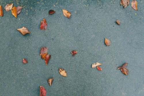 ground pavement leaves