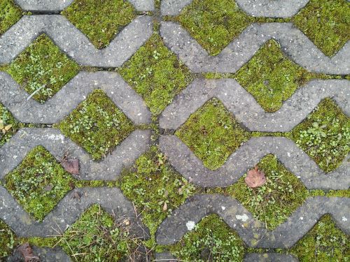 ground squares moss