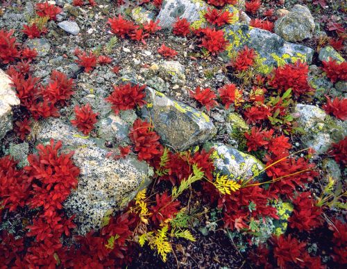 ground plants rocks