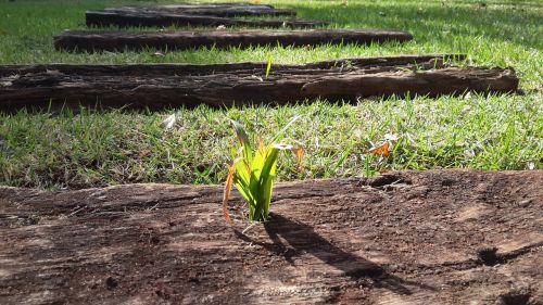 ground garden grass