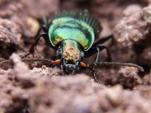 ground beetles insect nature