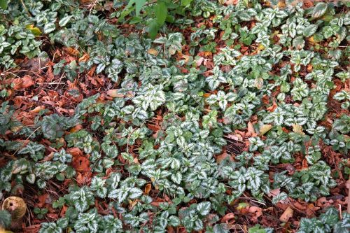 ground cover ordinary goldnessel leaves