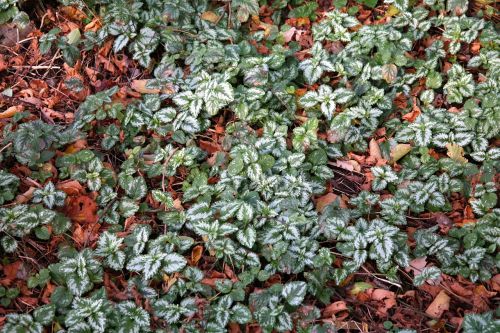 ground cover ordinary goldnessel leaves