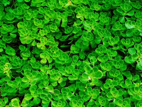 ground cover foliage green