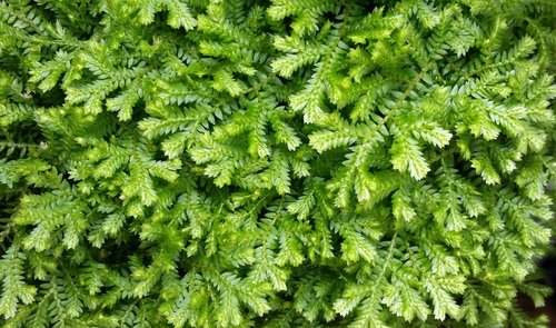 ground cover  flora  leaf