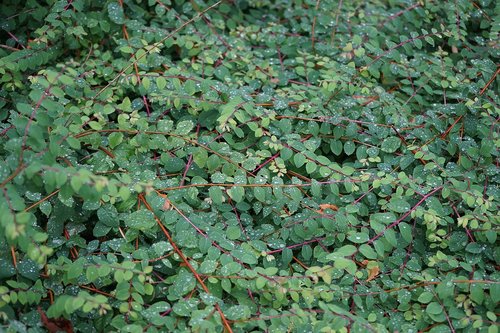 ground cover  plant  bed