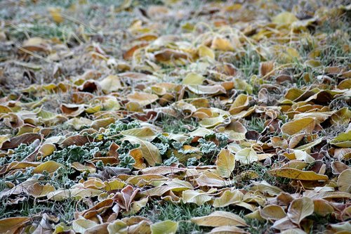 ground frost  cold  frost