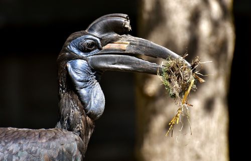 ground-hornbill bird feather