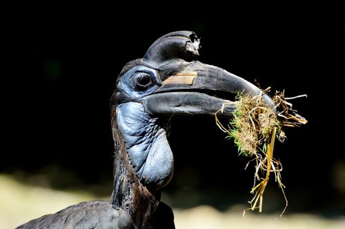 ground-hornbill raven hornbill
