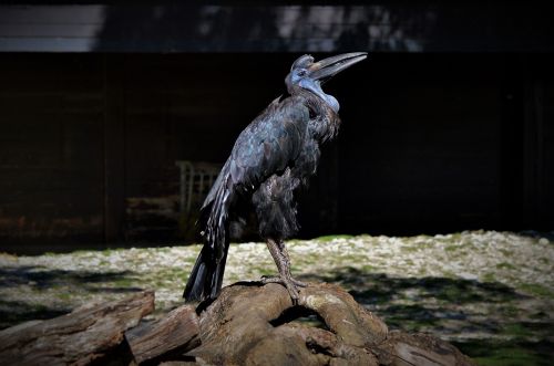 ground-hornbill raven hornbill