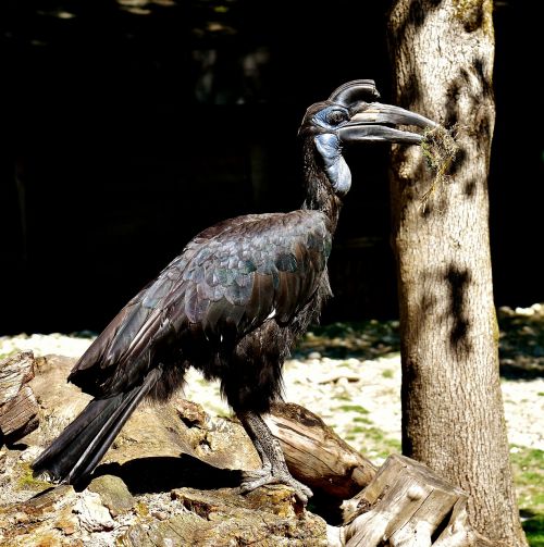 ground-hornbill bird feather