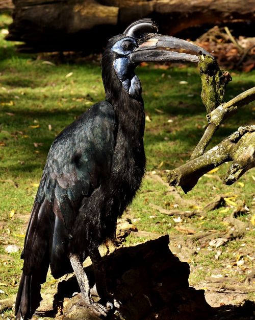 ground-hornbill bird plumage