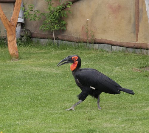 ground-hornbill  animal  bird