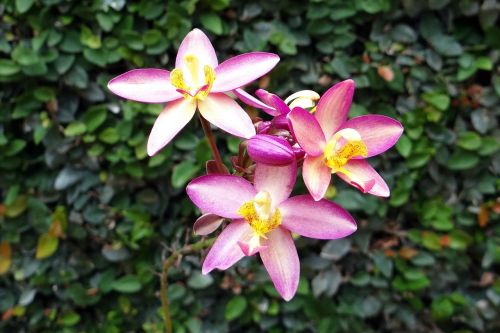 ground orchid flower spathoglottis plicata