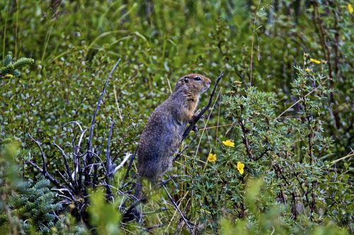ground squirrel alaska wildlife
