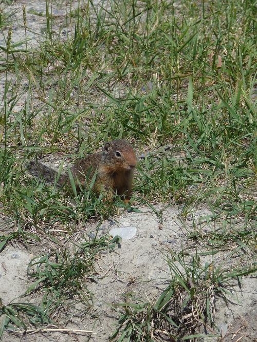 ground squirrel rodent mammal
