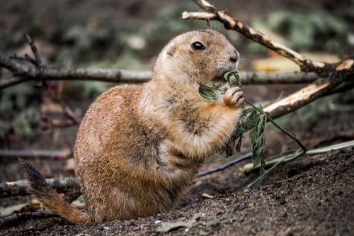 ground squirrel rodent wild animal