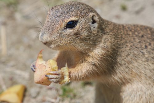 ground squirrel  gophers  eat