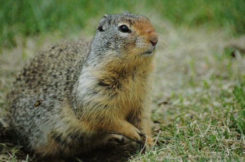 ground squirrel squirrel grass