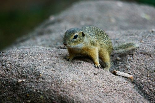 ground squirrel animals nature