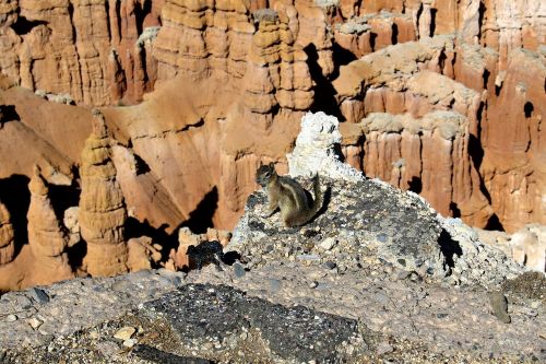 ground squirrel animal rocks