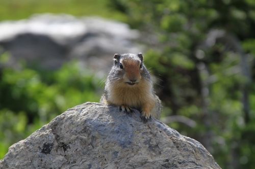 ground squirrel animal rock