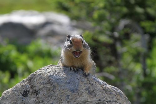 ground squirrel animal rock