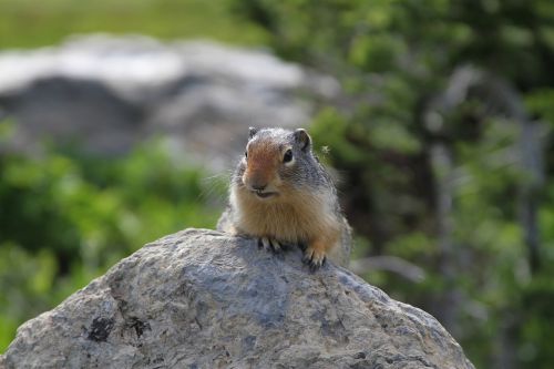 ground squirrel animal rock