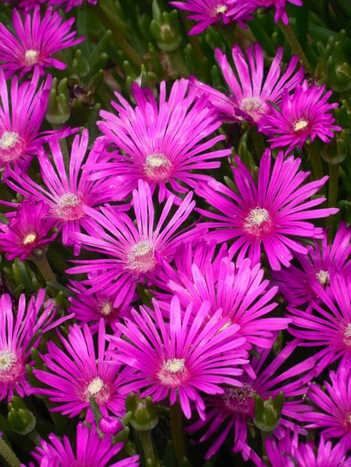 groundcover ice plant ice