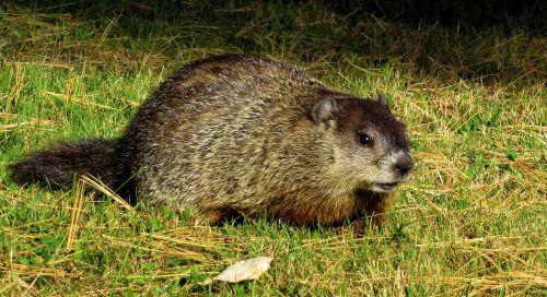 groundhog woodchuck whistlepig