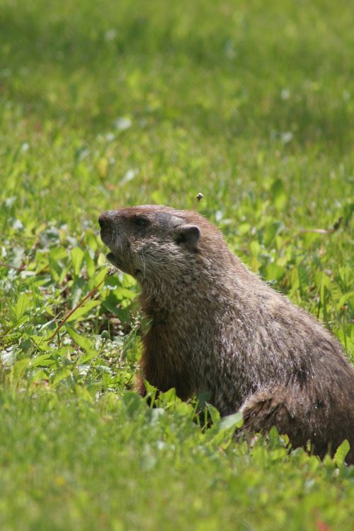 groundhog animal wildlife