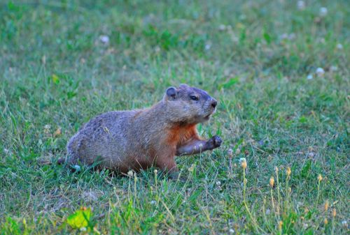 groundhog rodent animal