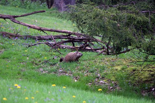 groundhog  nature  woods