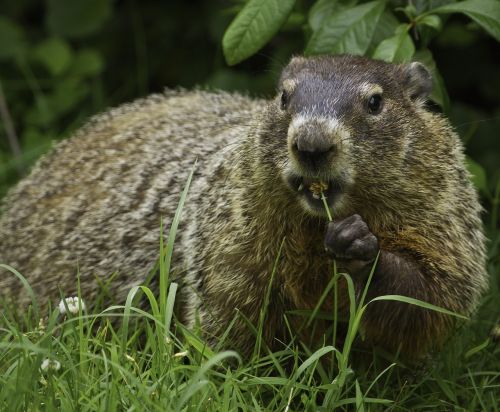 groundhog wildlife nature