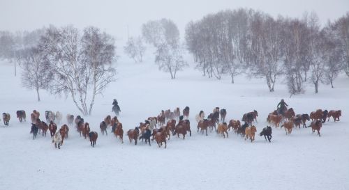 group snow horses