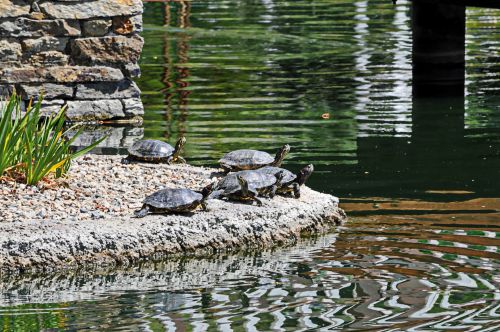 Group Of Turtles By The Water