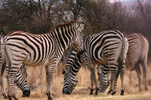 Group Of Zebra