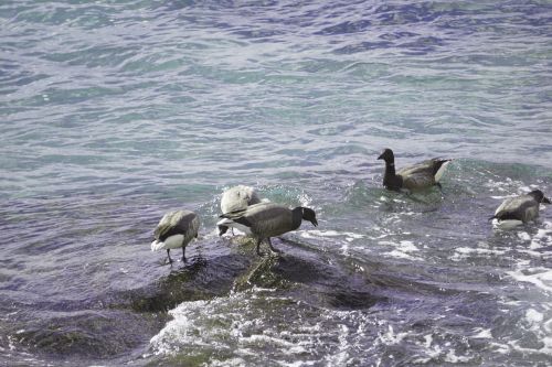 Group Of Wild Ducks