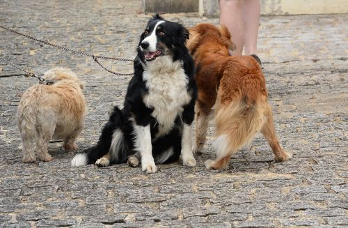 Group Of Dogs
