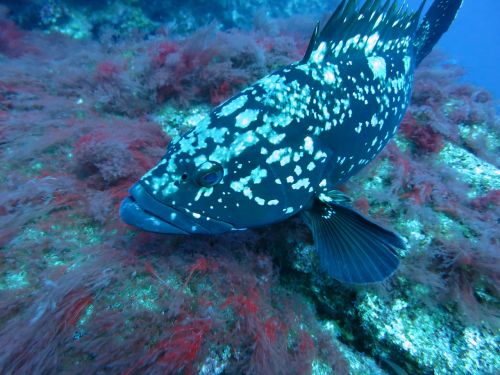 grouper fish underwater