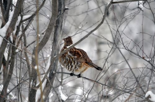 grouse bird winter