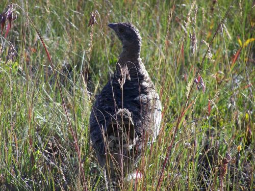 grouse prairie chicken bird