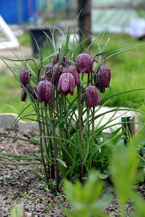 grouse  flower  plant