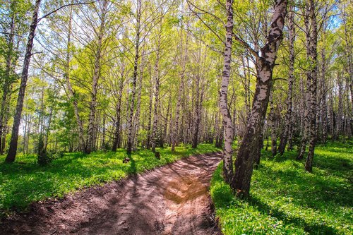 grove  birch  trees