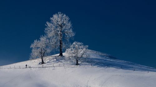 grove of trees wintry hill