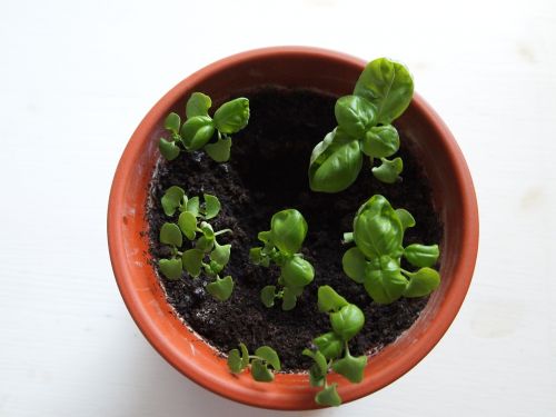 grow plants home