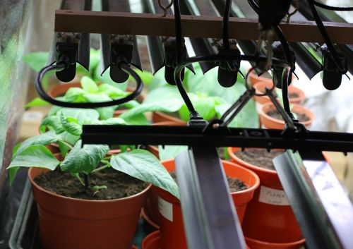grow lights plants peppers